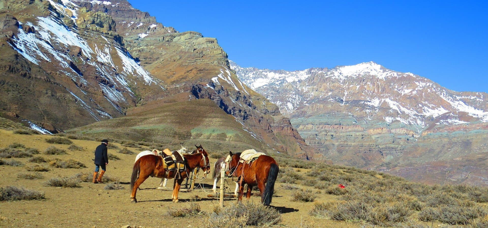 Saddled horses resting in a high Andean valley