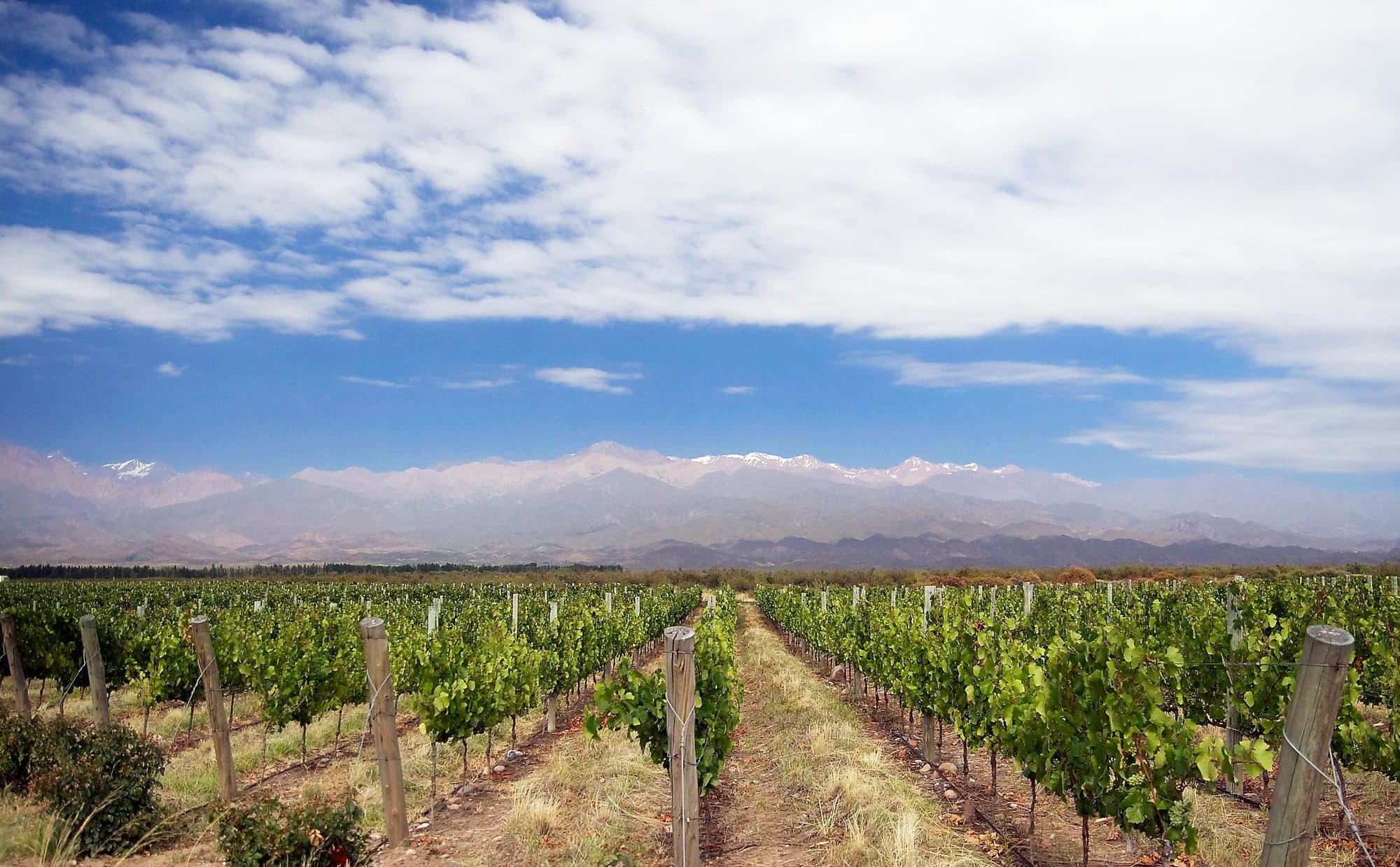 Mendoza vineyard rows with the Andes behind